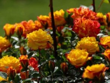 安阳市滑县森林公园月季花开放，赏花打卡正当时