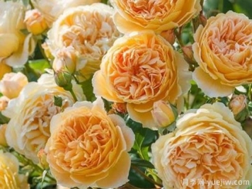 大花香水月季的养护方法，分享10种花香飘满屋