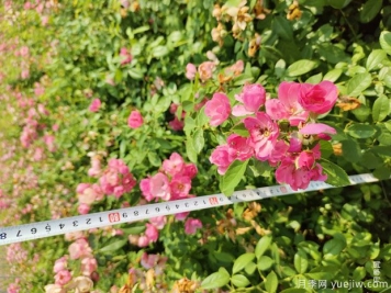 安吉拉月季盆栽苗，60厘米高基地发货