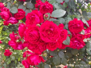 6款红色系的藤本月季品种，适合打造网红花墙