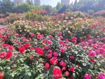 郑州月季公园40万株月季竞相绽放，感受花漾生活