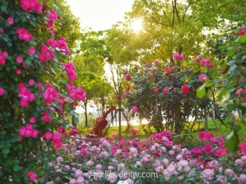 上海前滩休闲公园，月季花海盛景等你赏