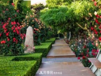 秦皇岛适合养月季花，市花和市树是什么